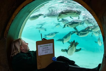 Allo zoo di Londra è il giorno del censimento 9