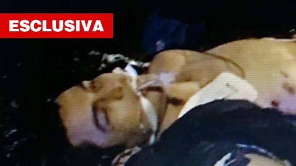 Una bestia in meno grazie alla polizia