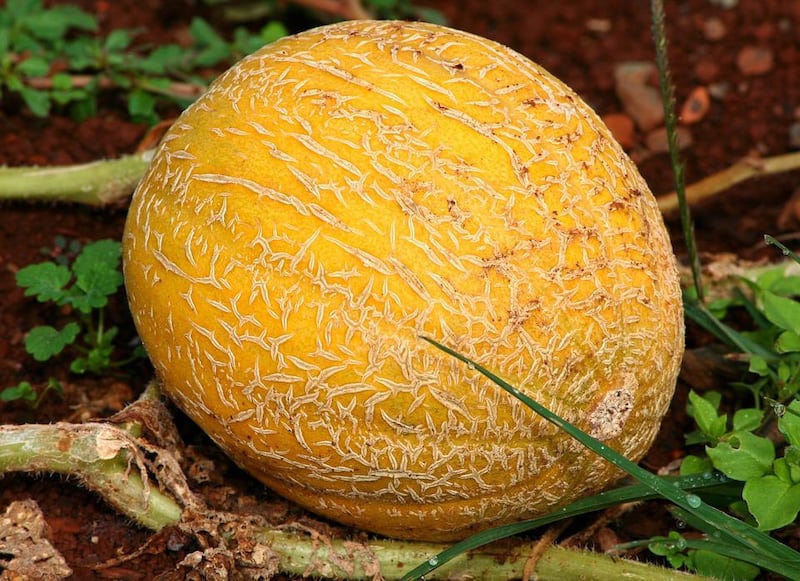 melone cantalupo