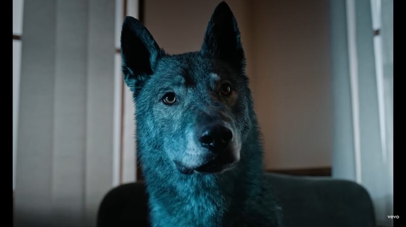 Cane blu - videoclip Blanco