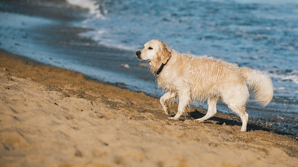 Pesaro, al mare con il cane: scatta la maxi multa
