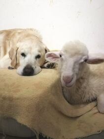 Dal Salento la storia di Torquato: l'agnellino salvato dal macello prima di Pasqua 5