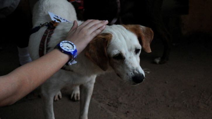 "Animali tumulati insieme ai padroni"