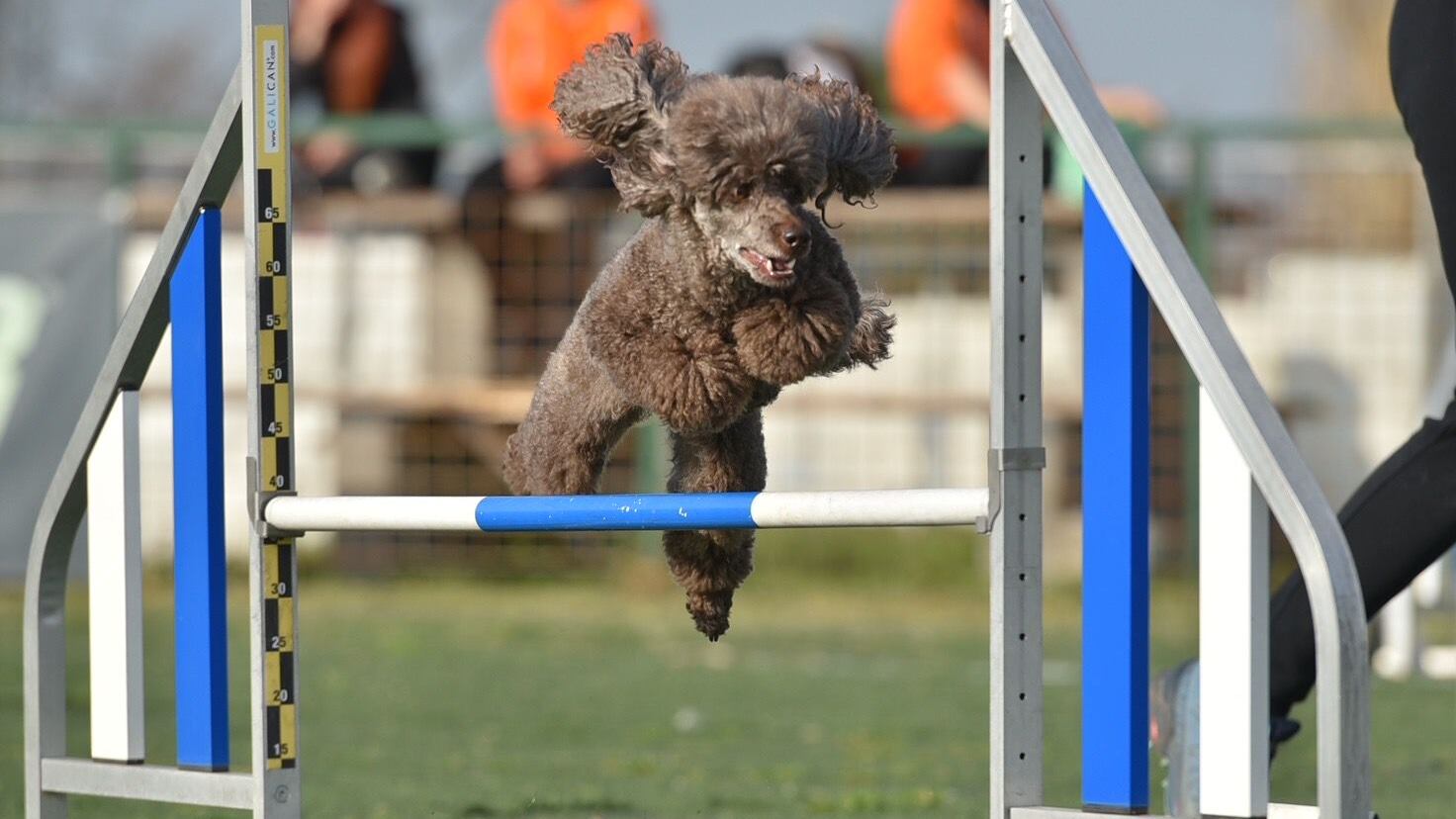 Rome agility festival: a Bracciano la grande festa dell'agility dog