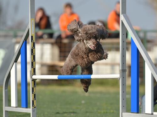Rome agility festival: a Bracciano la grande festa dell'agility dog