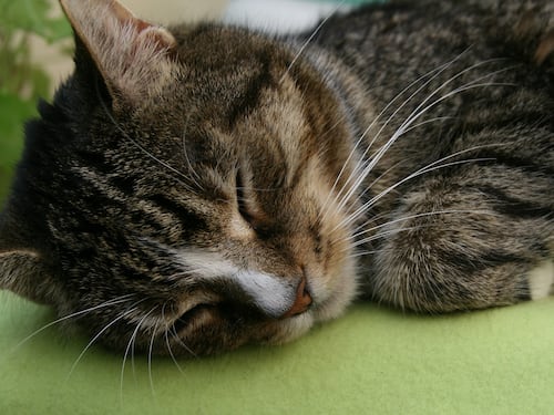 Siracusa, litiga con la compagna e getta il gatto dal sesto piano