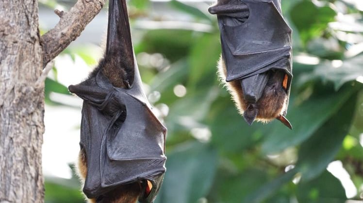 Choc in Canada: muore a 11 anni, ha contratto la rabbia da un pipistrello