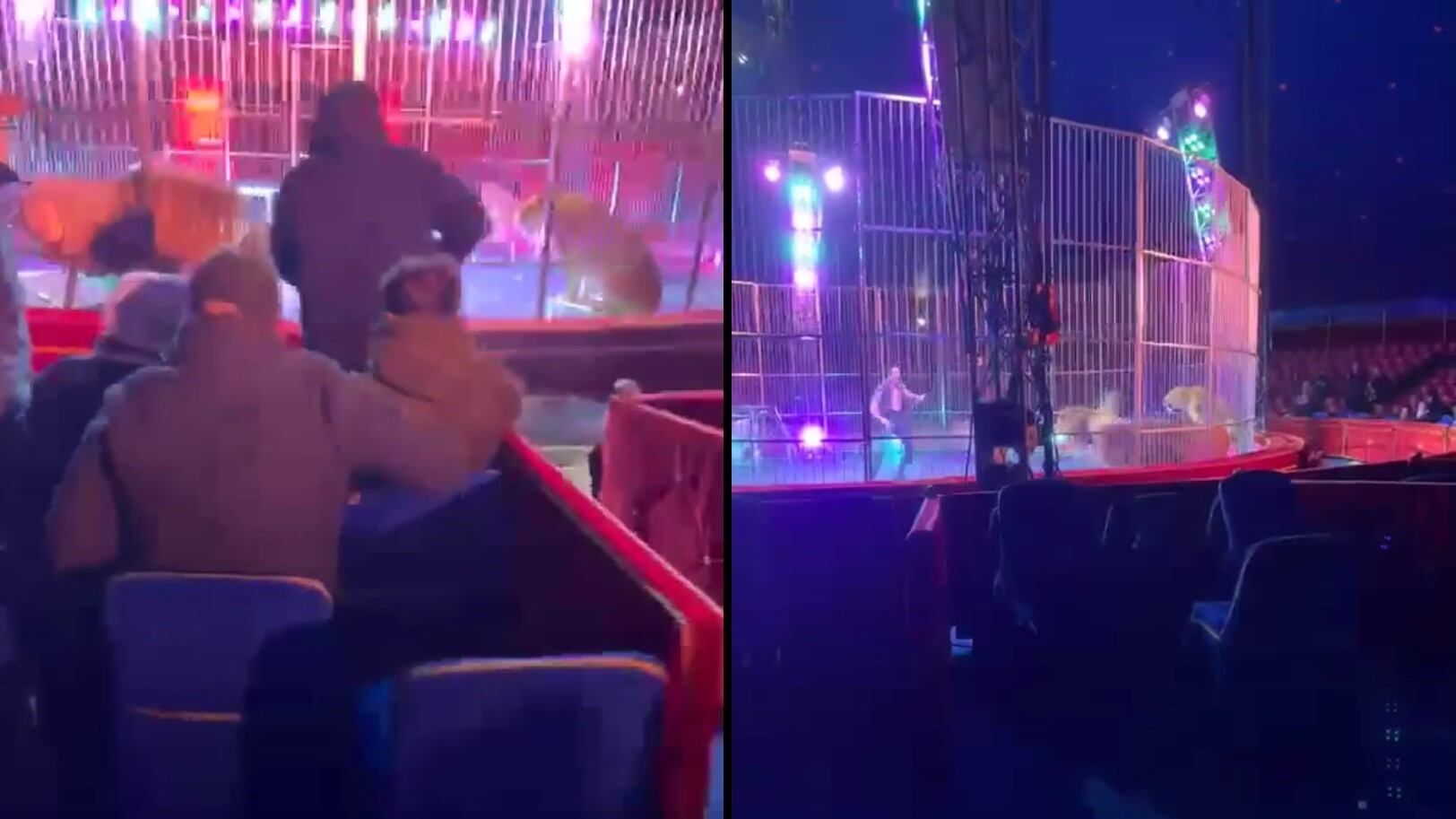 Circo, leoni si scagliano contro la gabbia: l'addestratore li colpisce e il pubblico fugge