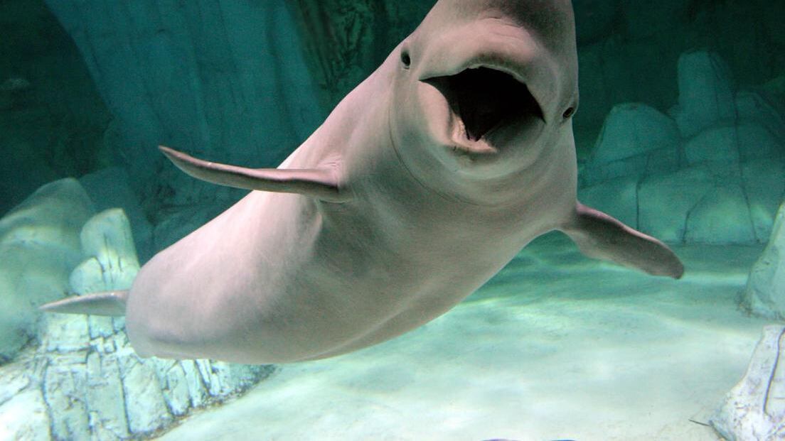 L'ultima scoperta bestiale: Moby Dick parla come noi