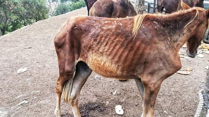 Roma, cavalli malnutriti: denunciato il proprietario dell'allevamento degli orrori
