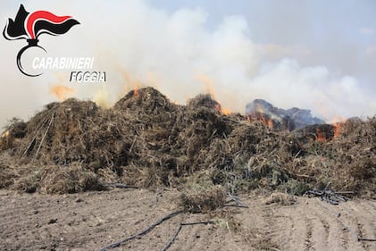Cerignola, bruciavano i rifiuti in campagna: tre denunce 1