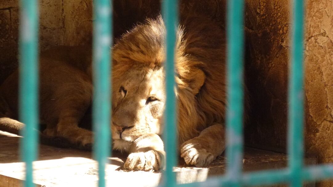 Sudafrica, branco di leoni uccide un gruppo di bracconieri