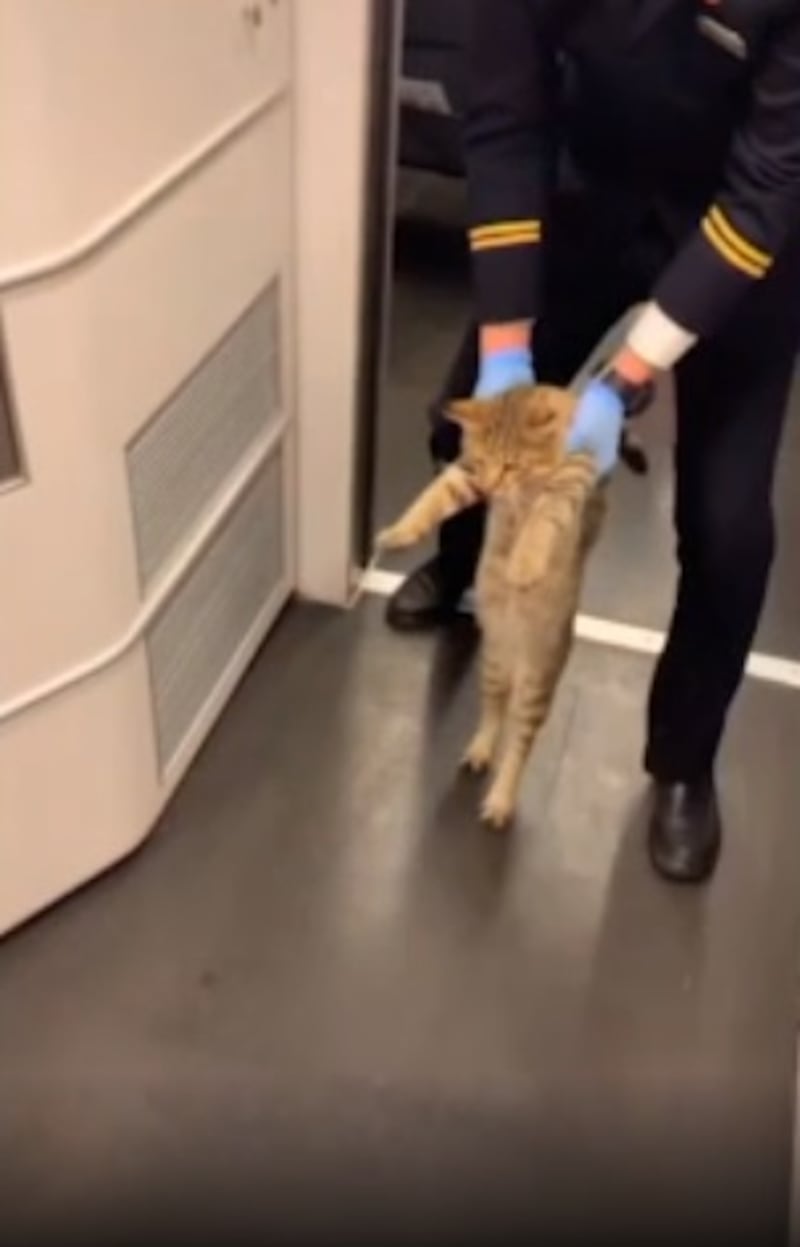 gatto in treno