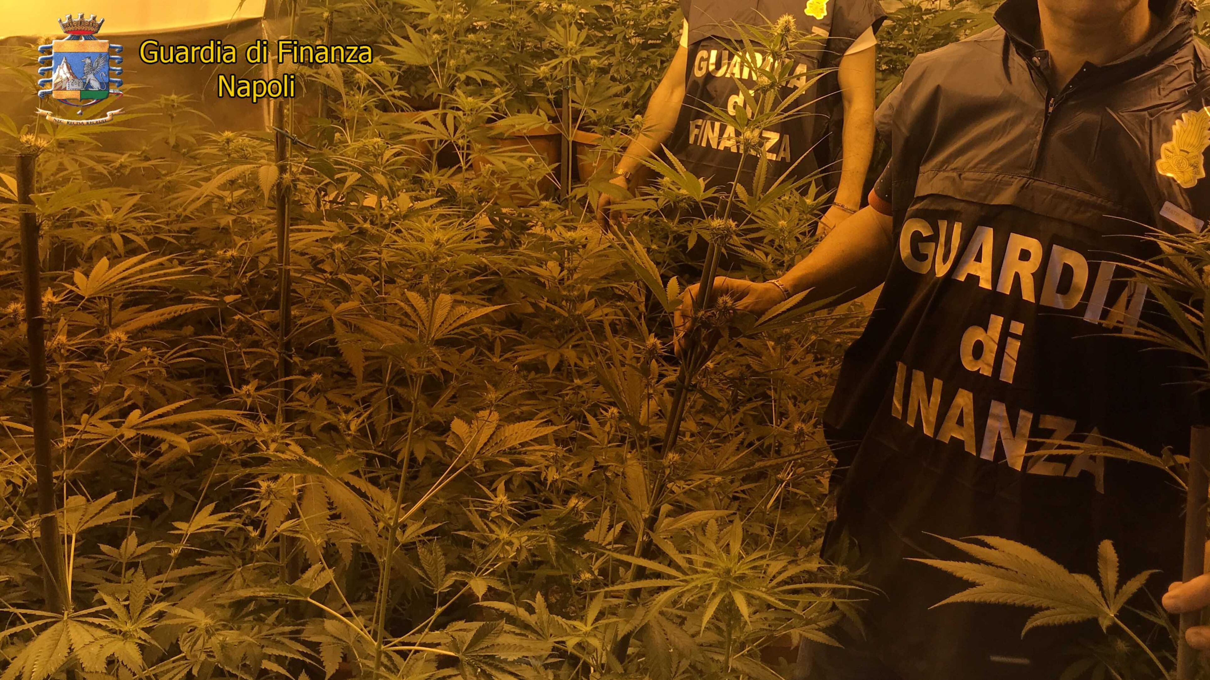 Blitz della Finanza: sequestrate 85 piante di marijuana