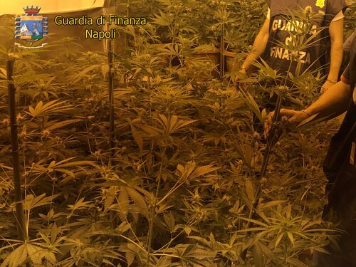Blitz della Finanza: sequestrate 85 piante di marijuana