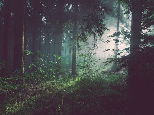 Terapia forestale per curare l'asma dei più giovani