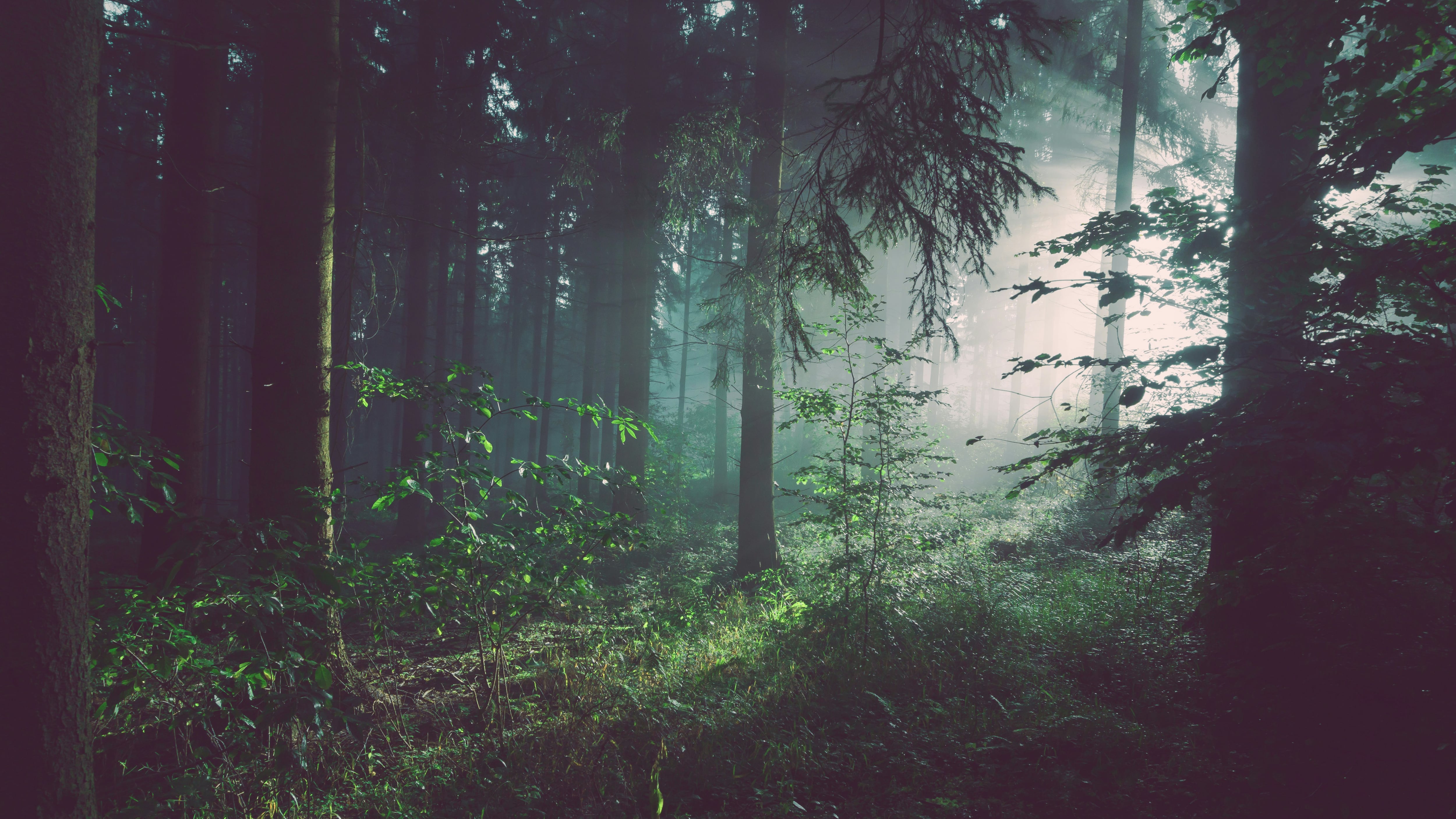 Germania, il vento fa cadere un albero durante la caccia alle uova: muore bimba di 10 mesi, la mamma 30enne e una ragazza di 16 anni