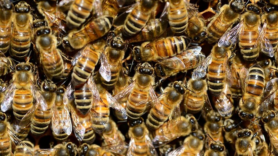 Latina, stava tagliando l'erba del prato e muore per choc anafilattico