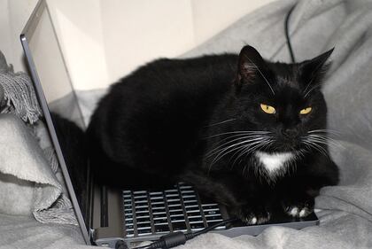 Gatto nero, foto 19