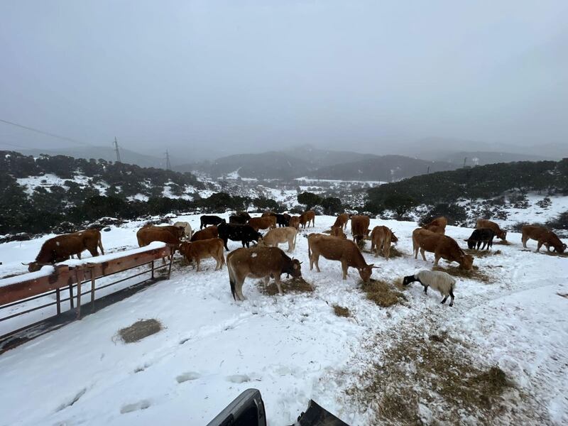 Freddo e neve, in Sardegna si stringe la morsa del gelo 3