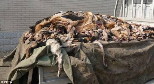 Cina, il macello degli orrori 5