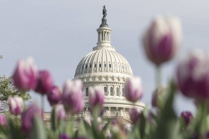 Primavera, trionfo di fiori a Washington 3