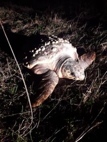 Barletta, il recupero della caretta caretta trovata in campagna 4