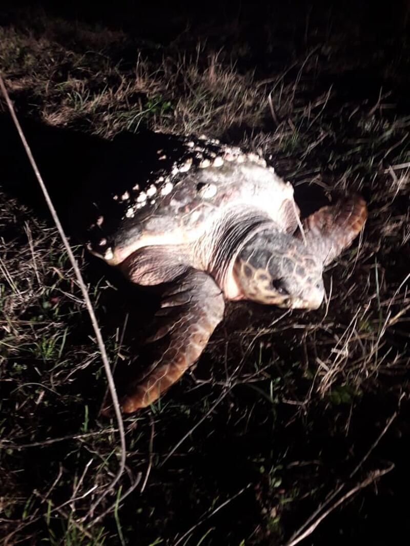 Barletta, il recupero della caretta caretta trovata in campagna 4