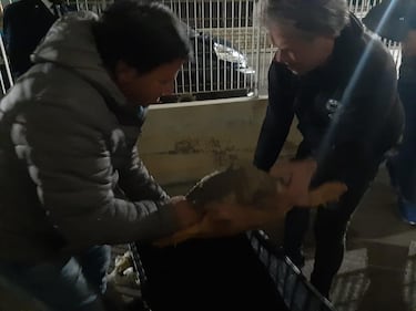 Barletta, il recupero della caretta caretta trovata in campagna 2