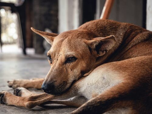 Quei poveri cani con un padrone cattivo