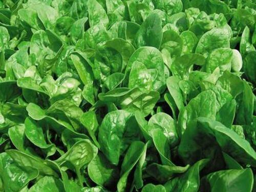 Orogel ritira un lotto di spinaci da un supermercato