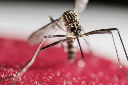 L'incubo Zika 3