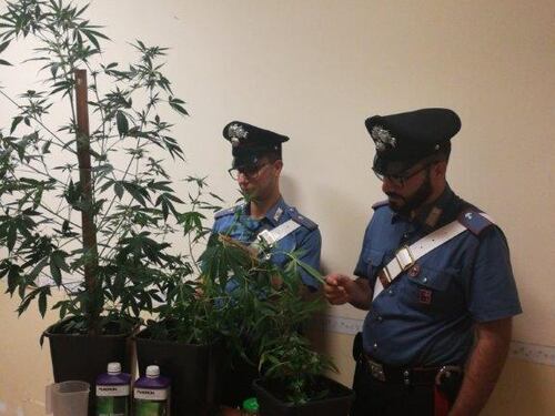 Quella coppia che coltivava marijuana nella mini serra di casa
