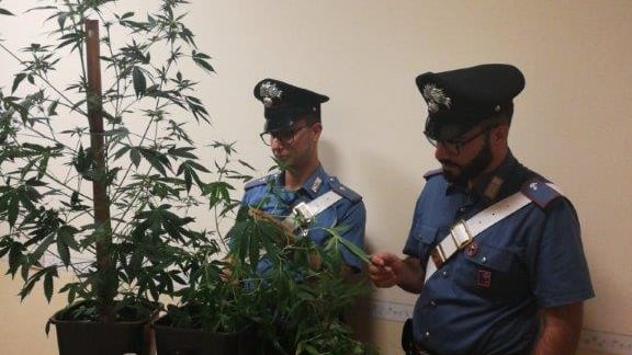 Quella coppia che coltivava marijuana nella mini serra di casa