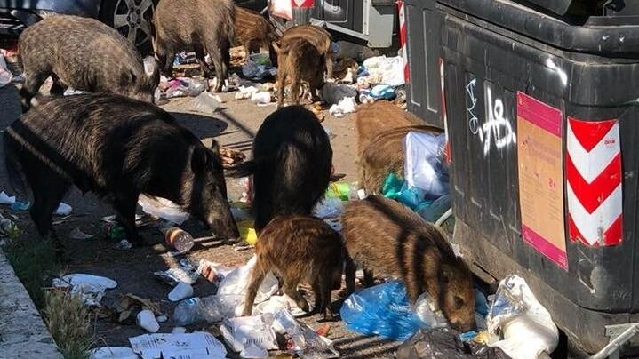 Cinghiali aggrediscono una donna e il suo cane