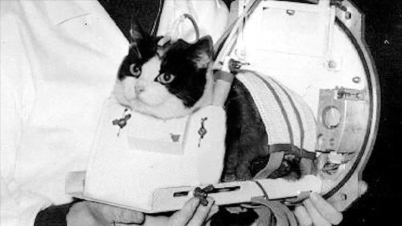 Félicette, storia di una gatta nello spazio