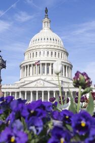 Primavera, trionfo di fiori a Washington 5