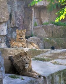 Bioparco di Roma sono nati due leoncini asiatici 2