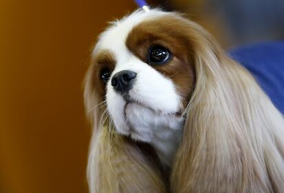 Cani bellissimi, e padroni molto orgogliosi 16