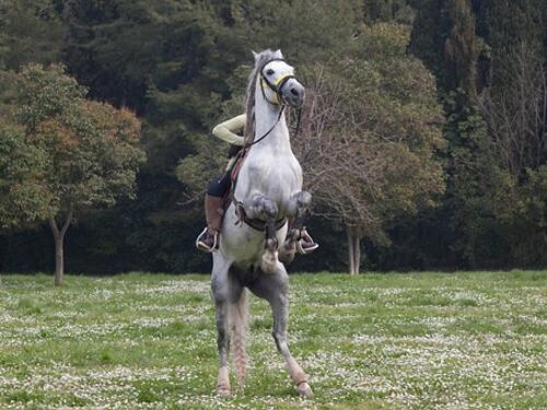 Saronno, cavallo imbizzarrisce: ferito un figurante