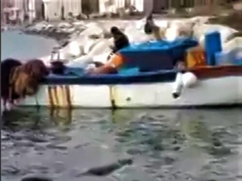 Un coccodrillo nel mare di Napoli. Il video virale