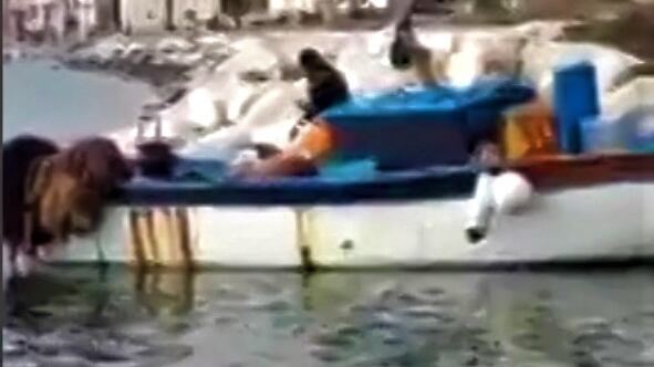 Un coccodrillo nel mare di Napoli. Il video virale
