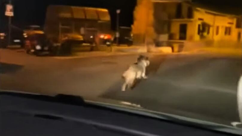 Rincorre un lupo in strada con la propria auto: le immagini choc