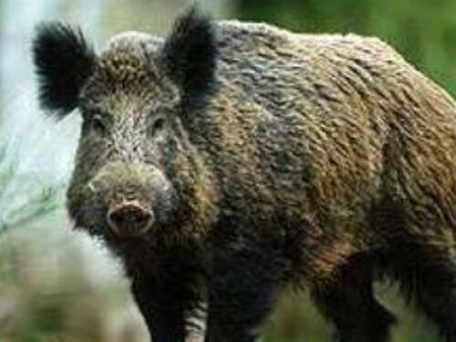 Vibo Valentia, un cinghiale entra in villa e semina il panico