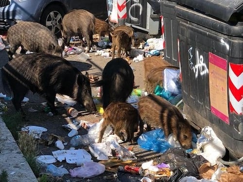 Dopo quello per il Covid arriva il coprifuoco per i cinghiali