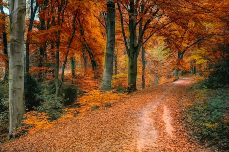 Natura: tra guide reali, intelligenza emotiva, app virtuali e tecnologia. L'esempio virtuoso di inaturalist