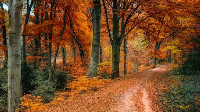 Natura: tra guide reali, intelligenza emotiva, app virtuali e tecnologia. L'esempio virtuoso di inaturalist