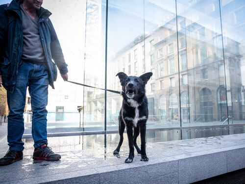Passeggiata con il cane e fila per la spesa: ecco tutti i trucchi dei pusher