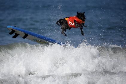 Reuters, le più belle foto dell'anno 15