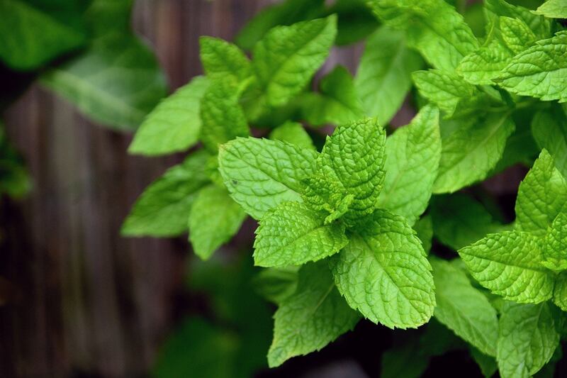 Menta Piperita